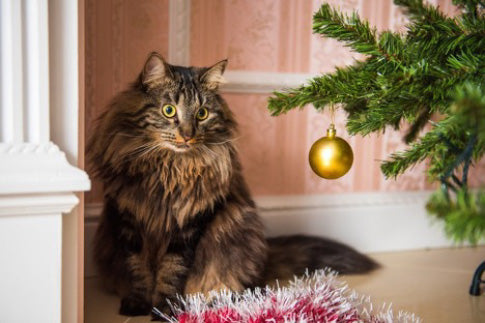 What is a Norwegian Forest Cat?